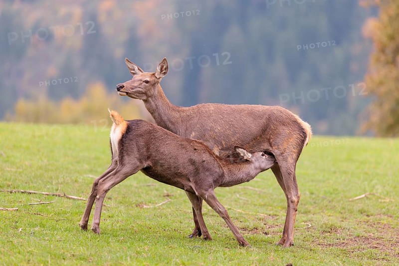 A red deer cow (Cervus elaphus) stands on a meadow and suckles her fawn. A forest in autumnal colors can be seen in the background. Bavaria, Germany