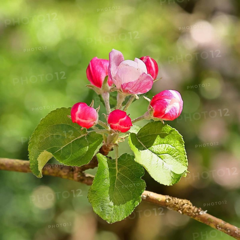 Apple blossoms (Malus), red still closed blossoms, bokeh in the background, close-up, Wilnsdorf, North Rhine. Westphalia, Germany