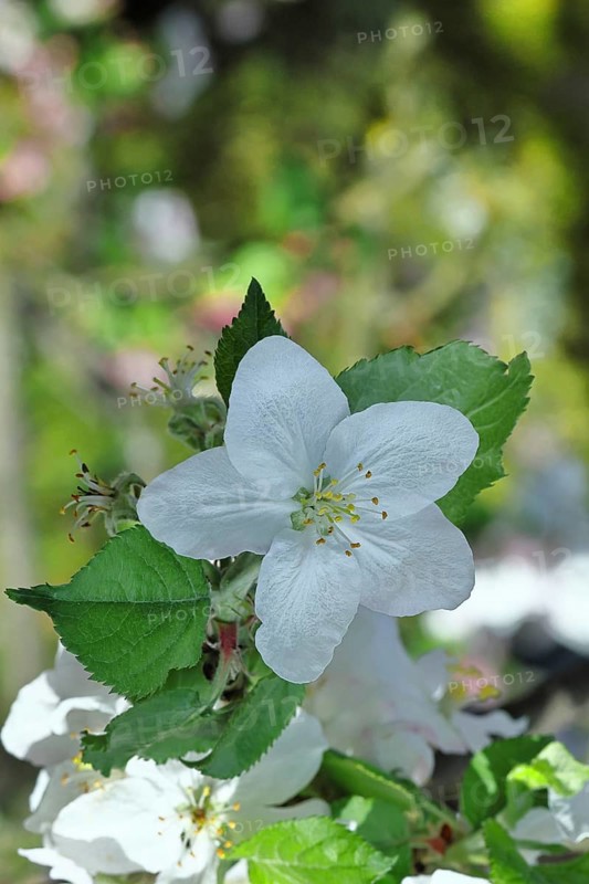 Apple blossoms (Malus), white blossoms with bokeh in the background, close-up, spring, Wilnsdorf, North Rhine. Westphalia, Germany