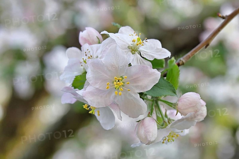 Apple blossoms (Malus), white blossoms with bokeh in the background, close-up, spring, Wilnsdorf, North Rhine. Westphalia, Germany