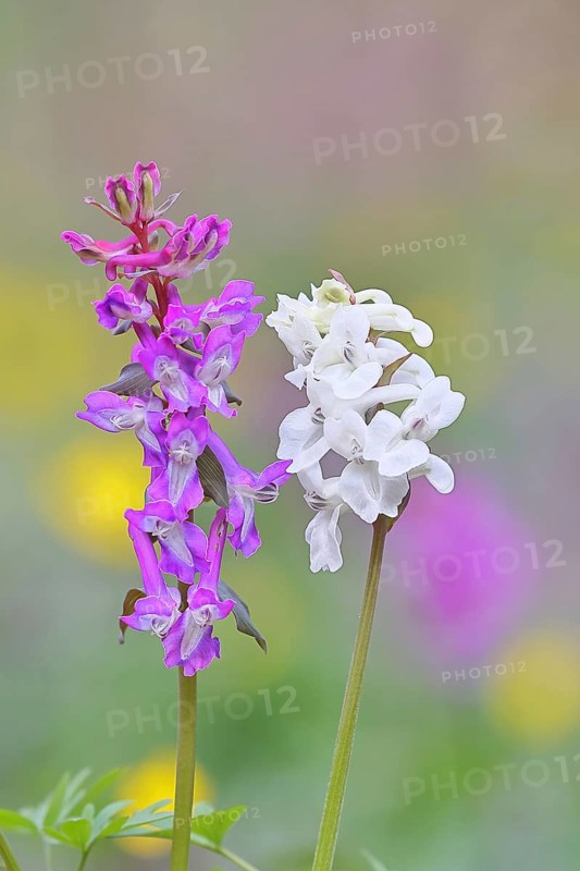 Hollow larkspur (Corydalis cava), inflorescence in a beech forest, spring, Wilnsdorf, North Rhine-Westphalia, Germany