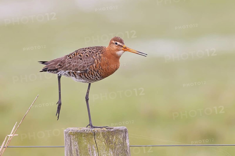 Black-tailed godwit (limosa limosa), on a perch, on a fence post, snipe birds, wildlife, nature photography, wet meadow, Ochsenmoor, Lake Dümmer, Lembruch, Lower Saxony, Germany