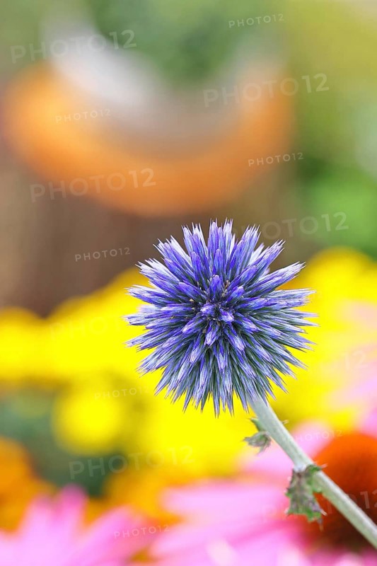 Blue globe thistle (Echinops ritro), flower, ornamental plant in a garden, Wilnsdorf, North Rhine-Westphalia, Germany