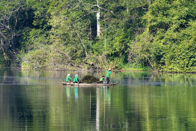 Women harvest seagrass, water channel in Angkor Thom, UNESCO World Heritage Site, Siem Reap, Cambodia