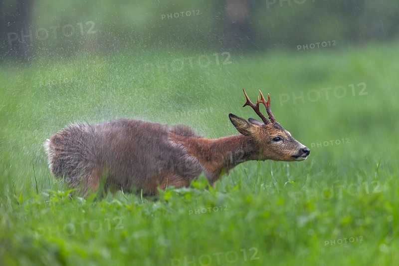 A roebuck (Capreolus capreolus) stands in the pouring rain in a meadow and shakes water out of its fur, change of coat, Germany