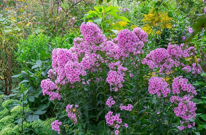 Perennial bed with flame flower (phlox), North Rhine-Westphalia, Germany