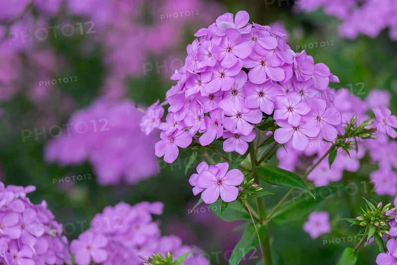 Flame flower (Phlox), North Rhine-Westphalia, Germany
