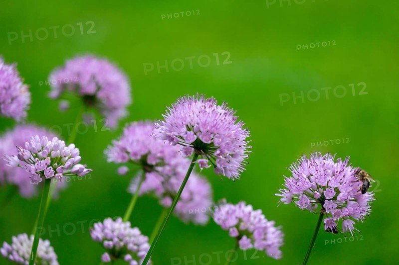 Ornamental leek (Allium sp.), inflorescence, North Rhine-Westphalia, Germany