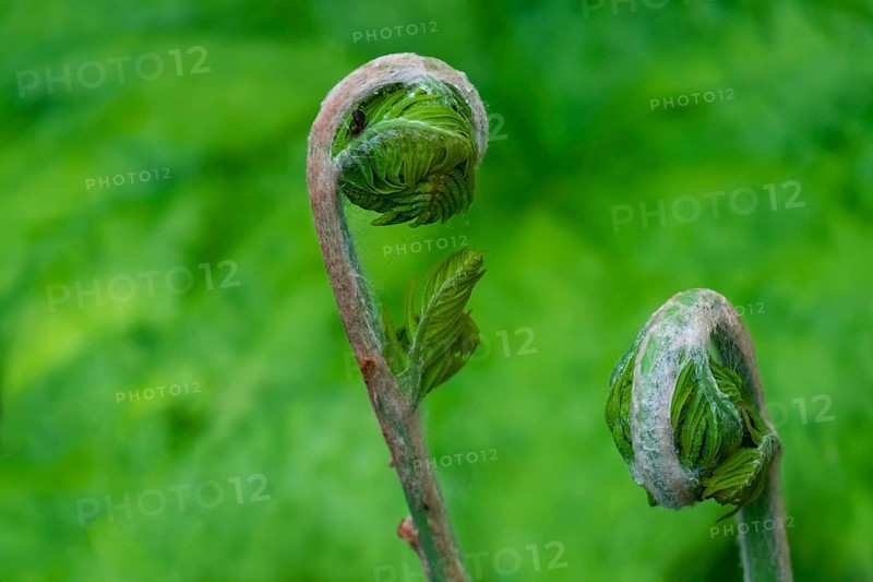 Young shoot, curled leaves of a fern frond, the Netherlands