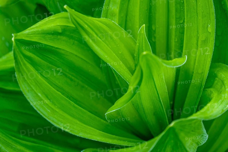 Green plant (Hosta) with curved leaves in a dynamic arrangement, North Rhine-Westphalia, Germany