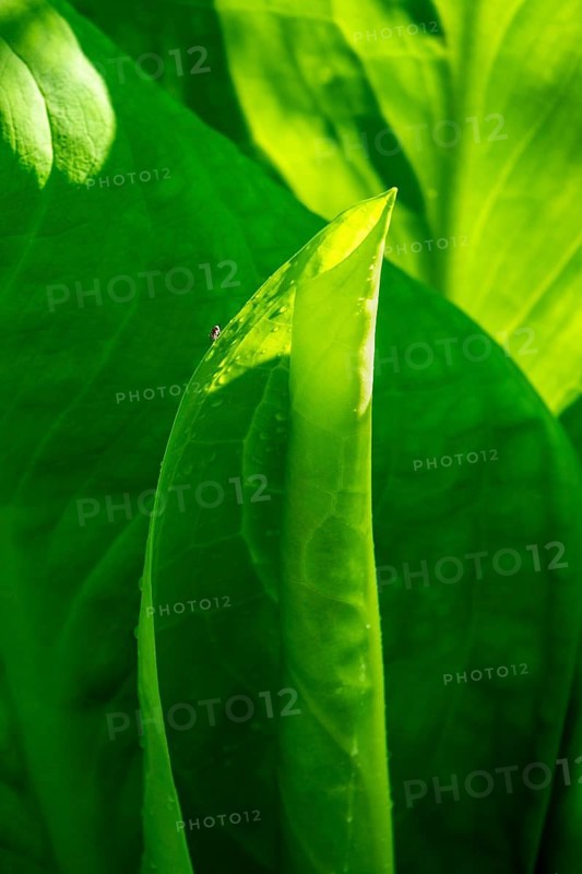 Close-up of green leaves (Hosta) with strong incidence of light, showing finely structured surfaces, North Rhine-Westphalia, Germany