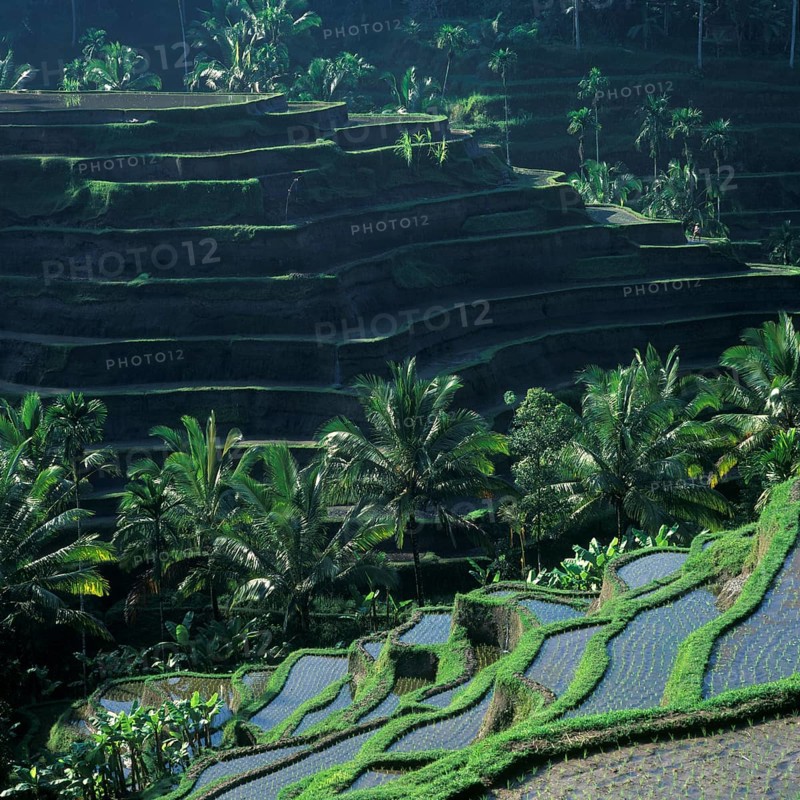 Terrace rice paddies near Tegallalang, Bali, Indonesia