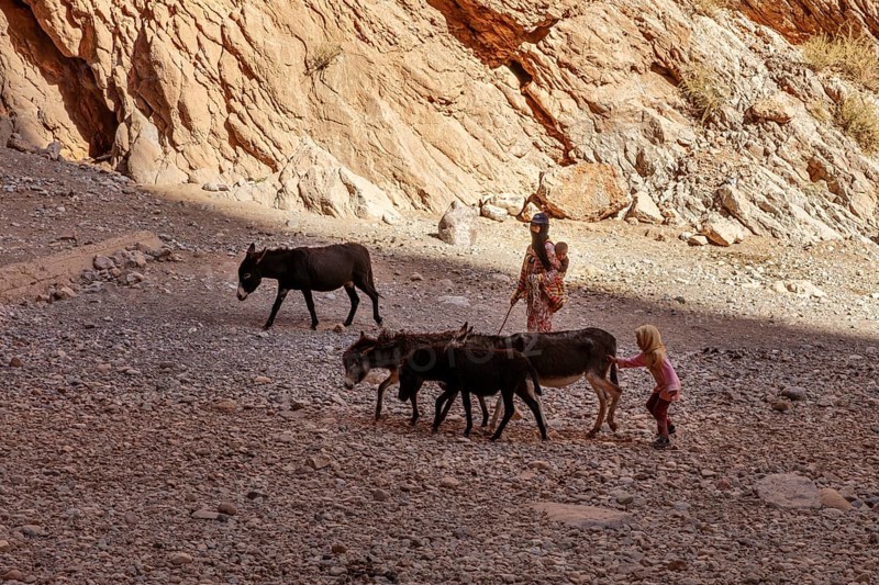 Family with donkeys on rocky ground in rocky gorge in shade, Todra Gorge in Morocco
