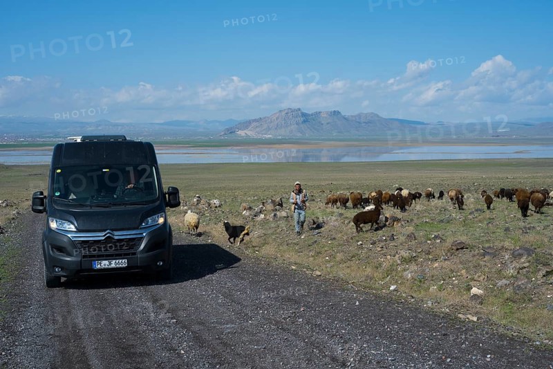 A van drives down a road while a shepherd herds sheep, camper, motorhome, Dogubayazit swamps, wetland near Cevirme, Dogubayazit, Dogubayazit, Dogubeyazit, Agri Province, Agri, Eastern Anatolia, Anatolia, Turkey
