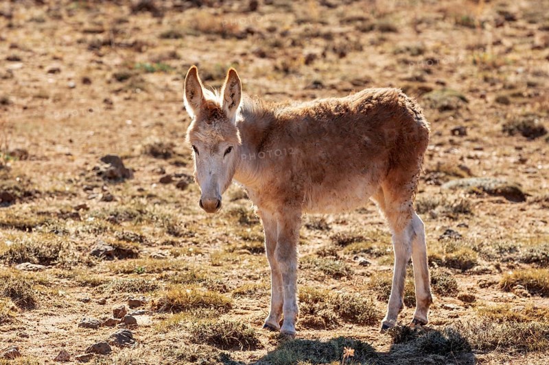 MAR, donkey