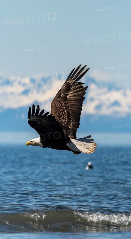 Bald eagle (Haliaeetus leucocephalus) in flight, Anchor Point at Cook Inlet, white mountain peaks of the Aleutian chain in the background, Anchor River State Recreation Area, Alaska, USA