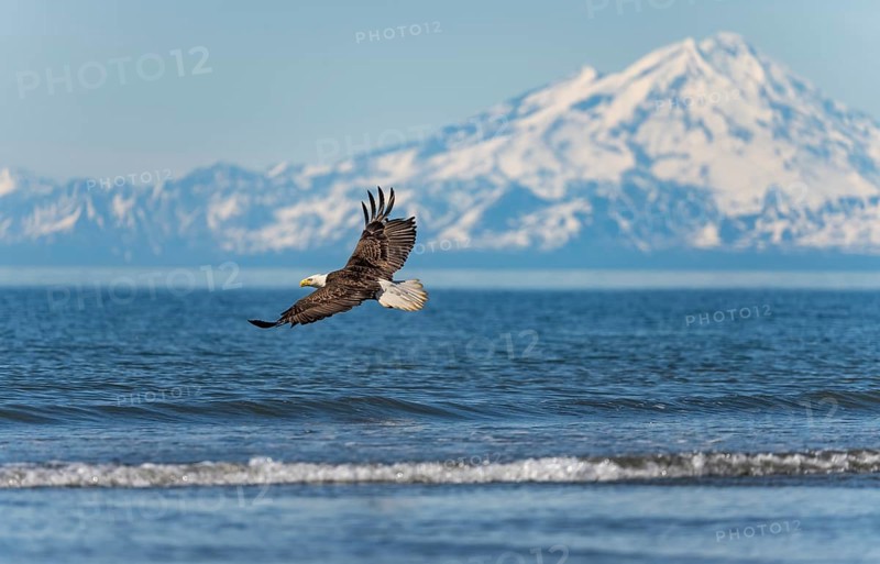 Bald eagle (Haliaeetus leucocephalus) in flight, Anchor Point at Cook Inlet, white mountain peak of Mount Redoubt, snowy mountains of the Aleutian chain, Anchor Point, Anchor River State Recreation Area, Alaska, USA