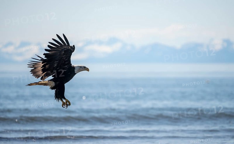 Bald eagle (Haliaeetus leucocephalus) in flight during landing, Anchor Point at Cook Inlet, white mountain peaks of the Aleutian chain in the background, Anchor River State Recreation Area, Alaska, USA
