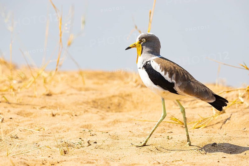 African lapwing (Vanellus senegallus) Zambia