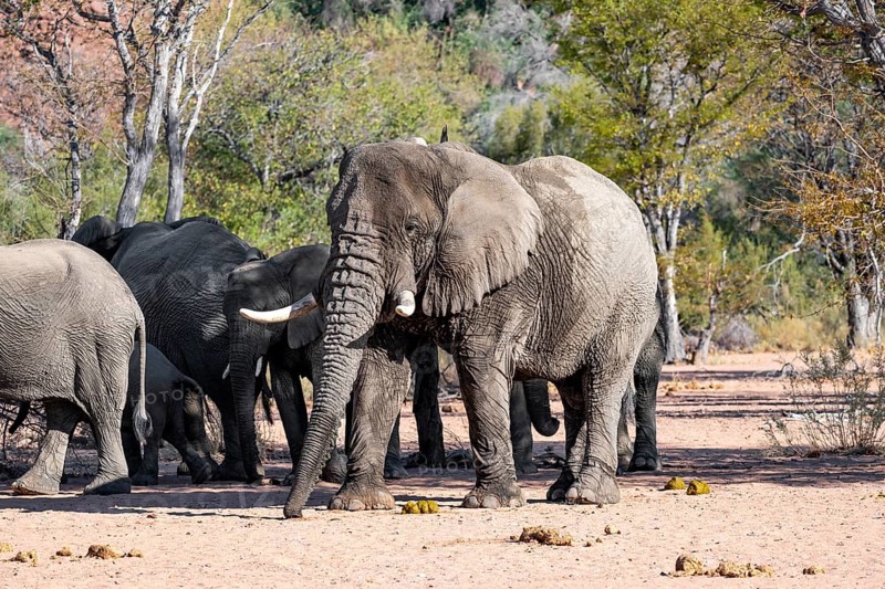 African elephants (Loxodonta africana), bull and herd, desert elephant, in the riverbed of the Ugab River, Damaraland, Kunene region, Namibia