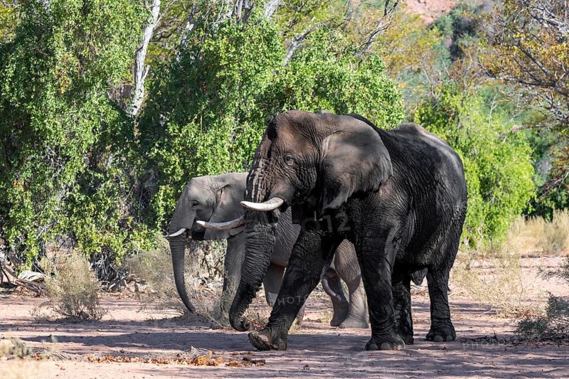Two African elephants (Loxodonta africana), bull and female, desert elephant, in the riverbed of the Ugab River, Damaraland, Kunene Region, Namibia