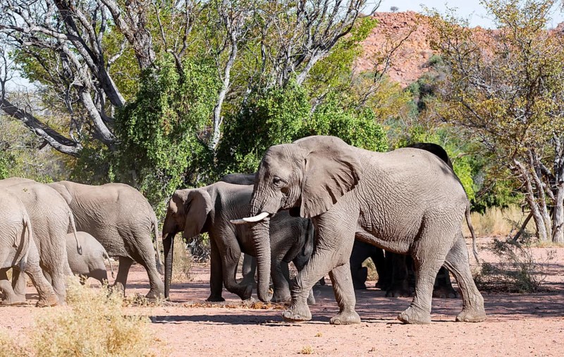 Herd of African elephants (Loxodonta africana), desert elephants, riverbed of the Ugab River, Damaraland, Kunene region, Namibia