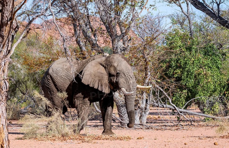 African elephant (Loxodonta africana), adult male, desert elephant, in the riverbed of the Ugab River, Damaraland, Kunene Region, Namibia
