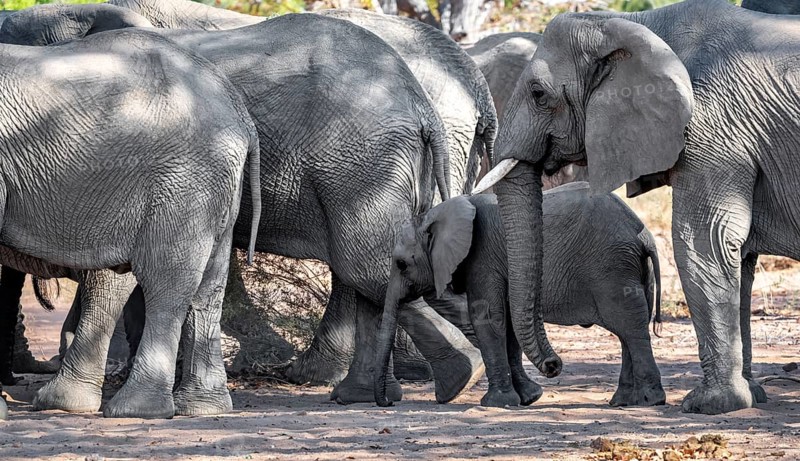 Juvenile between adult elephants, African elephant (Loxodonta africana), desert elephants, riverbed of the Ugab River, Damaraland, Kunene region, Namibia