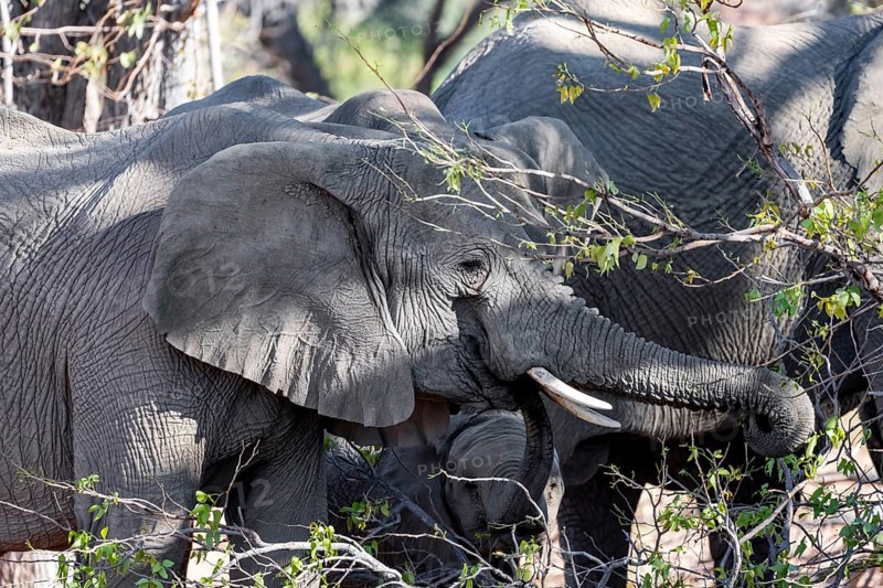 African elephants (Loxodonta africana) eating leaves on a tree, desert elephants, riverbed of the Ugab River, Damaraland, Kunene region, Namibia