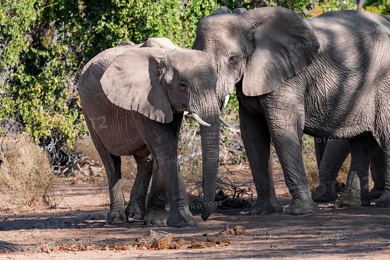 Two African elephants (Loxodonta africana), desert elephants, riverbed of the Ugab River, Damaraland, Kunene region, Namibia