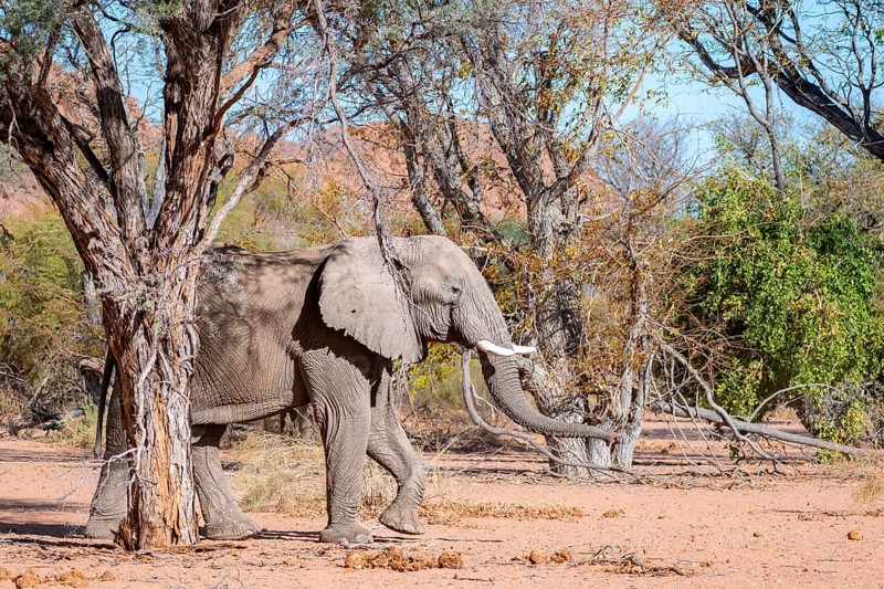 African elephant (Loxodonta africana), desert elephant, in the riverbed of the Ugab River, Damaraland, Kunene region, Namibia