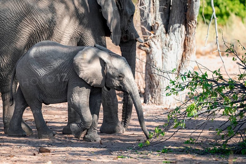 Baby elephant in a herd of African elephants (Loxodonta africana), desert elephants, riverbed of the Ugab River, Damaraland, Kunene region, Namibia