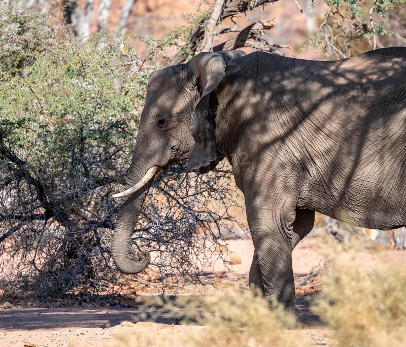 African elephant (Loxodonta africana), desert elephant, riverbed of the Ugab River, Damaraland, Kunene region, Namibia