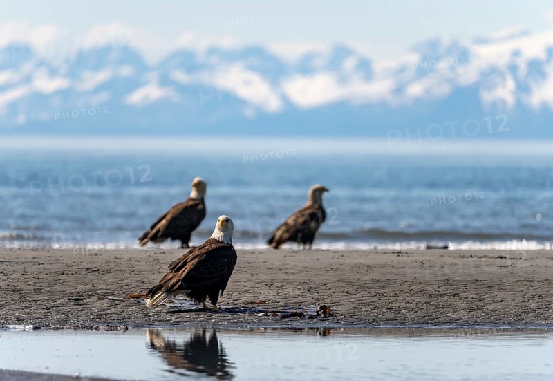 Several bald eagles (Haliaeetus leucocephalus) on the beach, Anchor Point, behind white peaks of the Aleutian chain, Cook Inlet, Alaska, USA