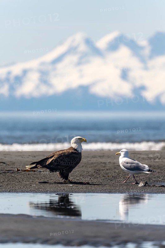 Bald eagle (Haliaeetus leucocephalus) on the beach, Anchor Point, behind white peaks of the Aleutian chain, Cook Inlet, Alaska, USA