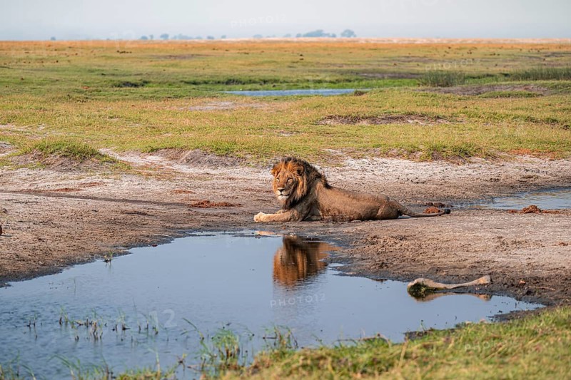Maned lion, lion (Panthera leo), Ihaha, Chobe National Park, Botswana