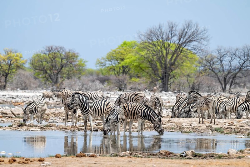 Herd of plains zebra (Equus quagga) at a waterhole, Etosha National Park, Namibia