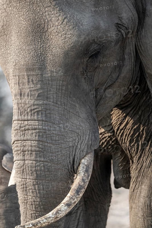 Animal portrait, African elephant (Loxodonta africana), Ihaha, Chobe National Park, Botswana