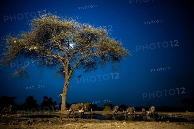 Waterhole at night, African elephants drinking, night view, Kasane, Botswana