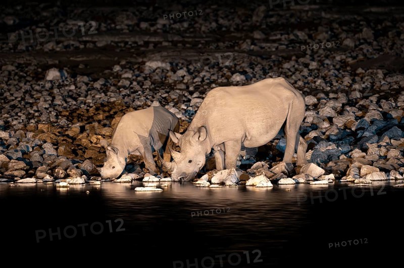 Night photograph, black rhino (Diceros bicornis) with young, Okaukuejo waterhole, Etosha National Park, Namibia