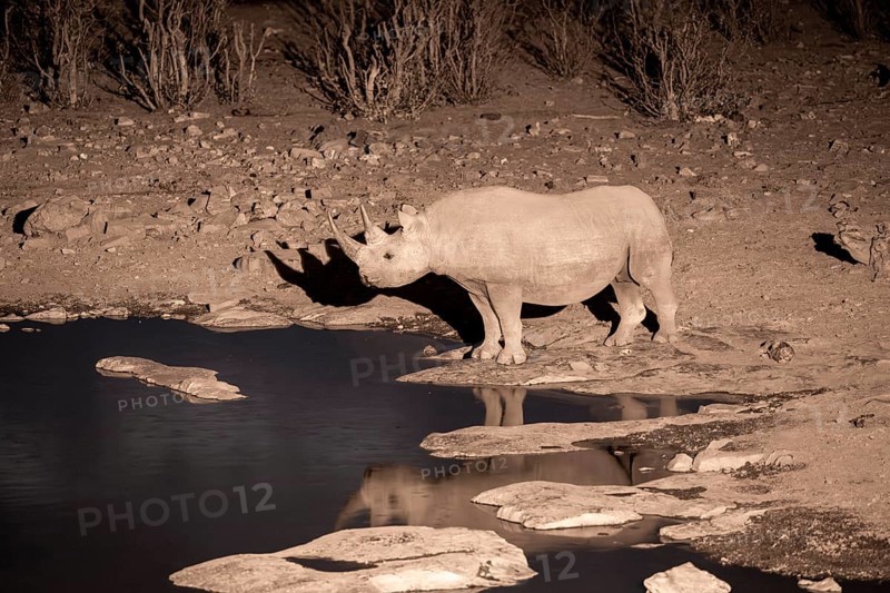 Night shot, black rhino (Diceros bicornis), Okaukuejo waterhole, Etosha National Park, Namibia