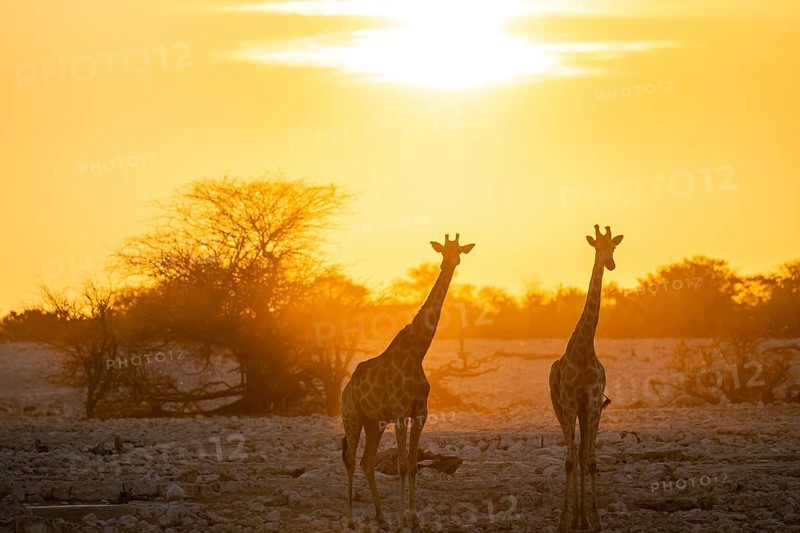 Angola giraffe (Giraffa giraffa angolensis), two giraffes in the backlight at sunset, atmospheric sunset, Okaukuejo waterhole, Etosha National Park, Namibia