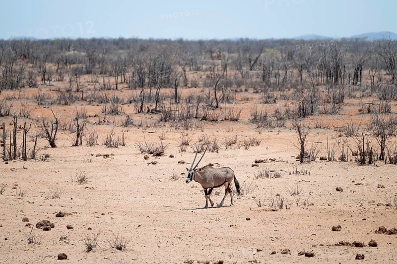 Roebuck (Oryx gazella), Etosha National Park, Namibia