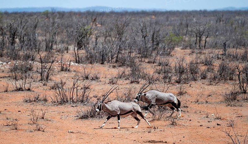 Two gemsbok (Oryx gazella) running, Etosha National Park, Namibia
