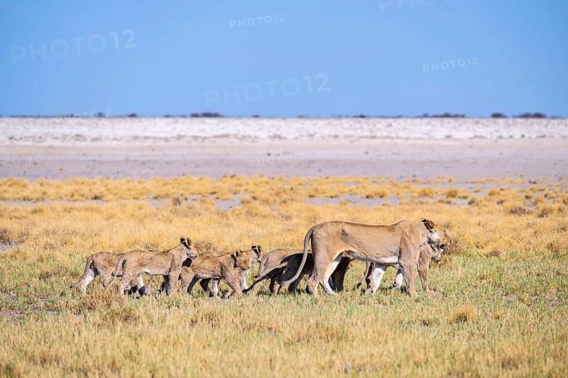 Lioness (Panthera leo) with cubs, Etosha National Park, Namibia
