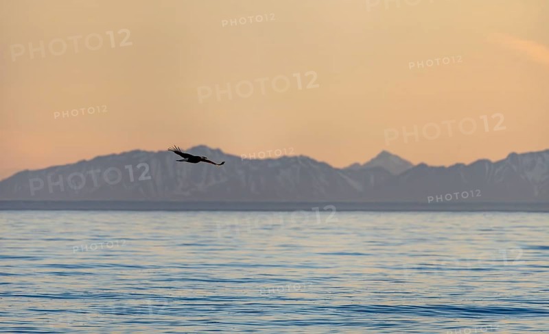 Bald eagle (Haliaeetus leucocephalus) flying in front of mountain silhouettes of the Aleutian chain, at sunset, picturesque golden light of the midnight sun, Cook Inlet, Anchor Point, Anchor River State Recreation Area, Alaska, USA