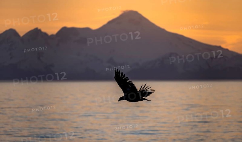 Bald eagle (Haliaeetus leucocephalus) flying in front of mountain silhouettes of the Aleutian chain with peak Mount Iliamna, at sunset, picturesque golden light of the midnight sun, Cook Inlet, Anchor Point, Anchor River State Recreation Area, Alaska, USA