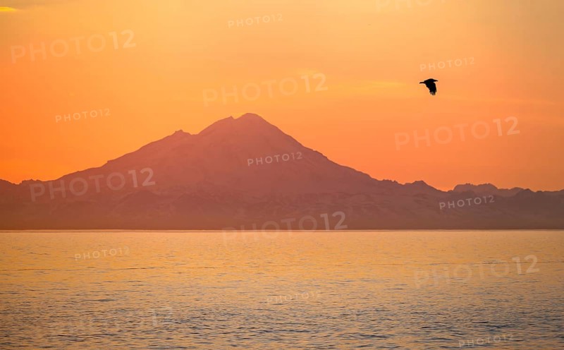 View over Cook Inlet to white mountain peaks of Mount Redoubt, at sunset, picturesque golden light of the midnight sun, bald eagle (Haliaeetus leucocephalus) in flight, mountains of the Aleutian chain, Anchor Point, Anchor River State Recreation Area, Alaska, USA