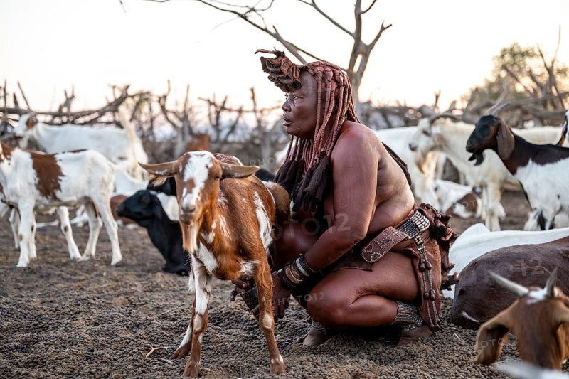 Himba woman milking a goat, traditional Himba village, Kaokoveld, Kunene, Namibia