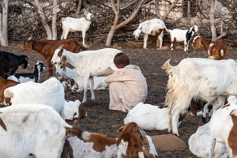 Himba child milking a goat, traditional Himba village, Kaokoveld, Kunene, Namibia